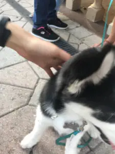 Bad photo of a dog, a good example of what not to do.